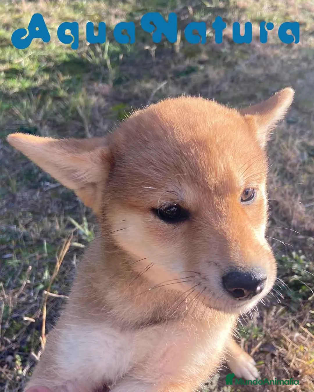 Shiba Inu perros en venta: Shiba Inu Hembra 5288 de Mar - AQUANATURA en Barcelona - Anuncio 6