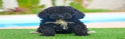 Perro de Agua Español perros en venta: Perro de agua , cachorros  - Anuncio 6