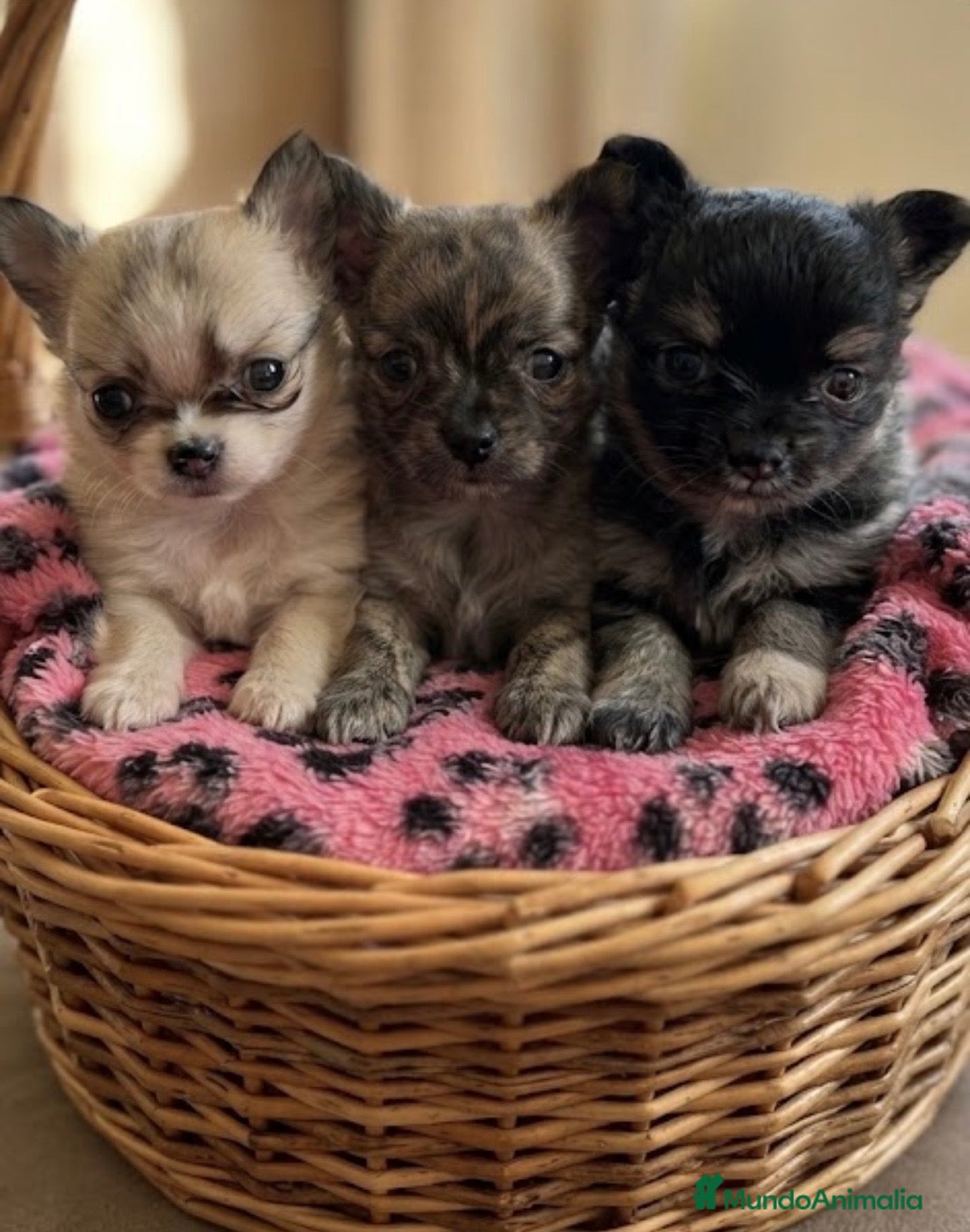 Pomchi perros en venta: Pomchi - Anuncio 2