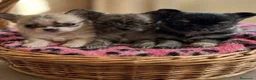 Pomchi perros en venta: Pomchi - Anuncio 1