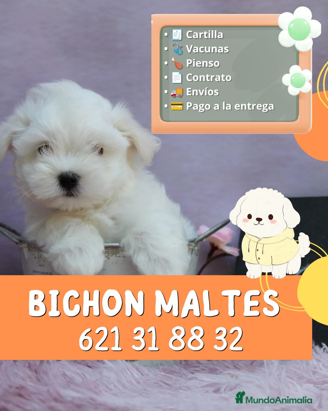 Bichón Maltés perros Auténticos bichón maltés enano ✨ - Anuncio 1