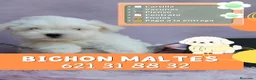 Bichón Maltés perros en venta: Auténticos bichón maltés enano ✨ - Anuncio 1