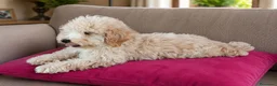 Caniche Toy perros en venta: CANICHE TOY  - Anuncio 2