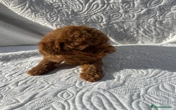 Caniche Toy perros en venta: CANICHE TOY ROJO - Imagen 3