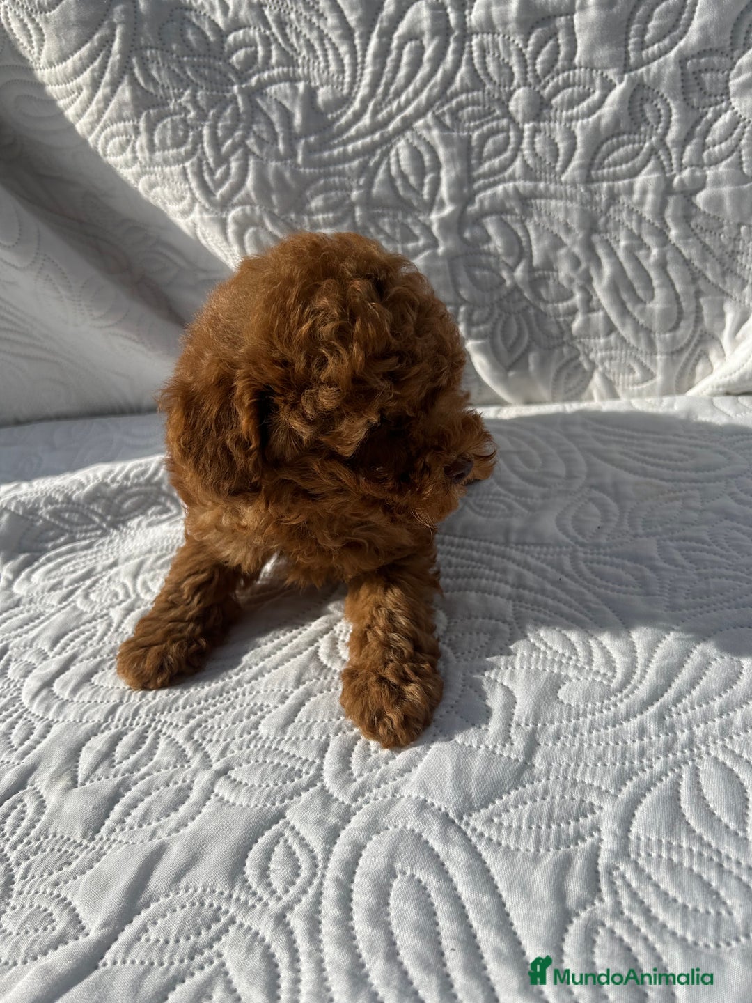Caniche Toy perros en venta: CANICHE TOY ROJO - Imagen 3