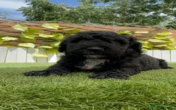 Perro de Agua Español perros en venta: PERRO DE AGUA ESPAÑOL - Imagen 11