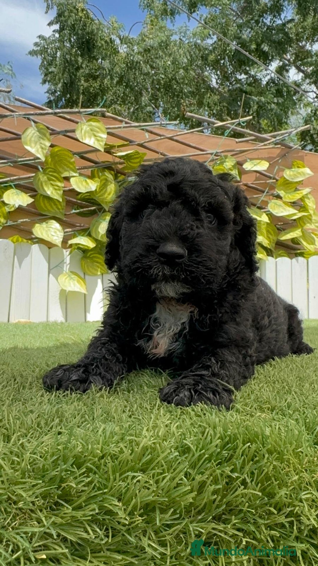 Perro de Agua Español perros en venta: PERRO DE AGUA ESPAÑOL - Imagen 11