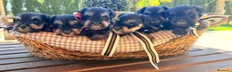 Schnauzer Miniatura perros en venta: Cachorros schnauzer miniatura  en Lérida - Anuncio 3