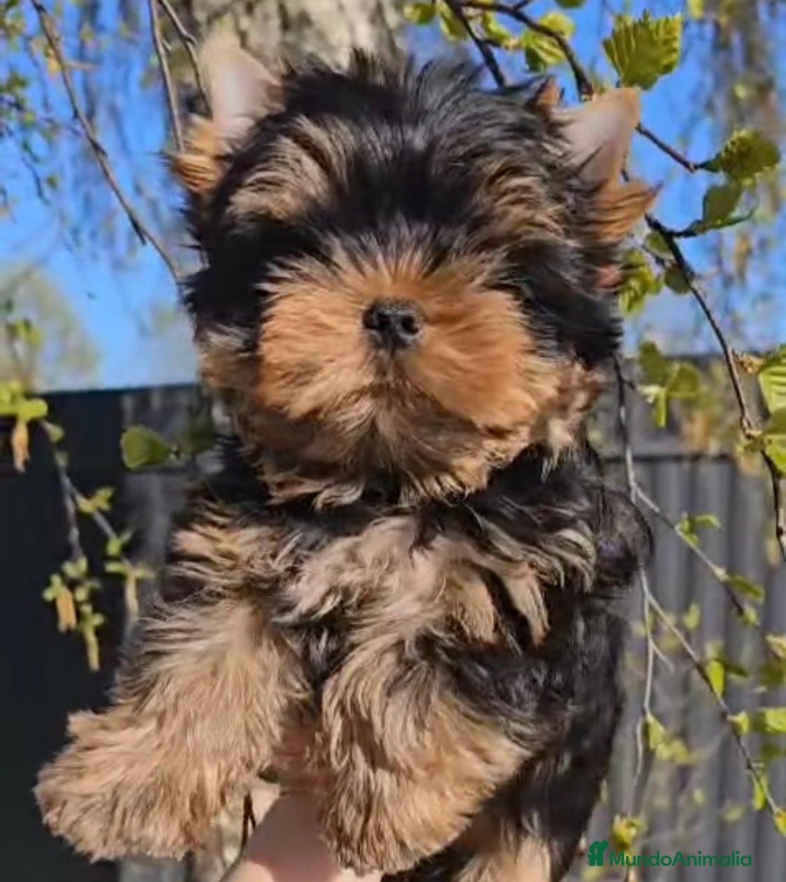 Yorkshire Terrier Cachorro 3