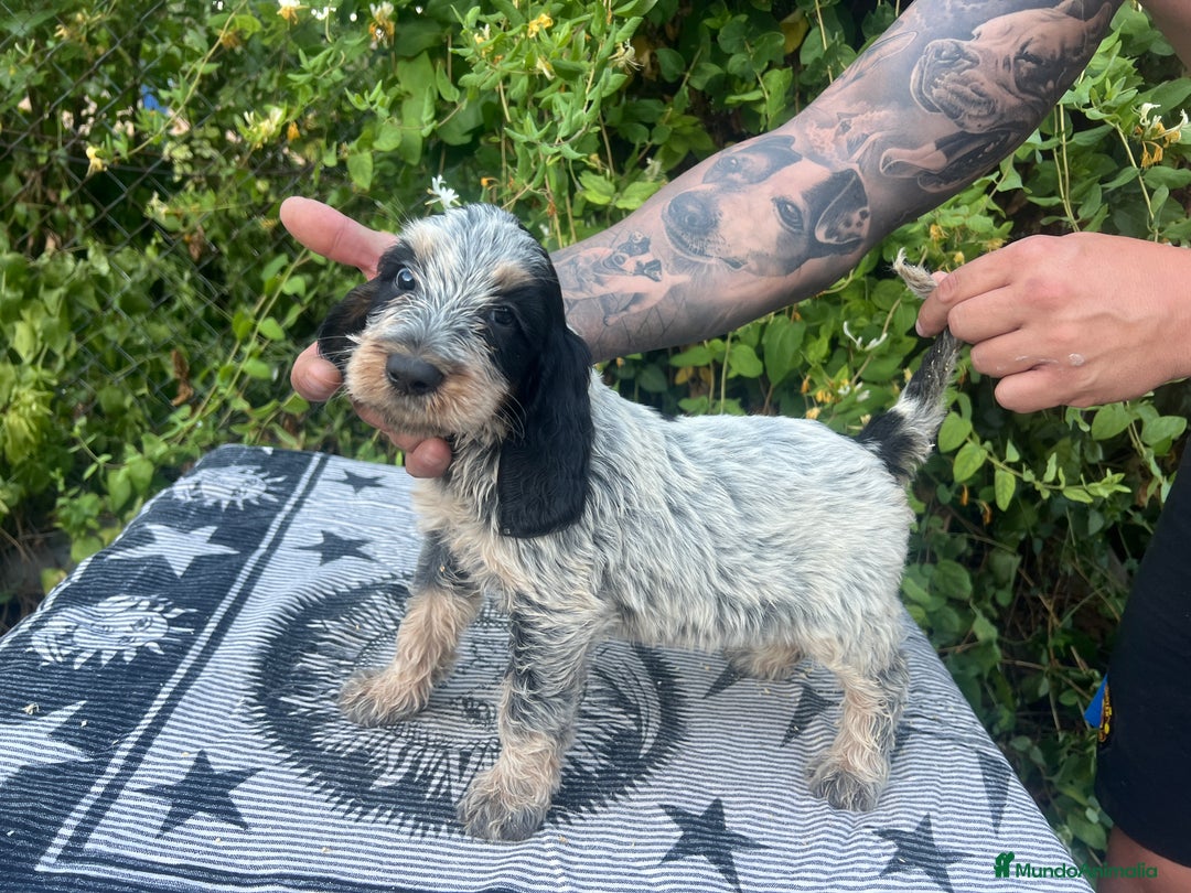 Grifón Azul de Gascuña perros en venta: Grifón azul de Gascuña espectaculares  - Imagen 3