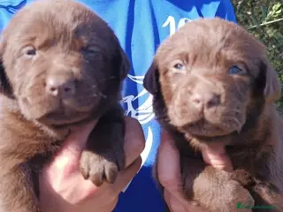 Labrador Retriever perros Labradores chocolate - Anuncio 9