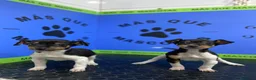 Gos Rater Valencià perros en venta: Cachorros Ratonero Valenciano 450€ ¡PRECIO REAL! - Anuncio 3