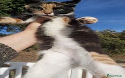 Otras razas gatos en venta: Gatita tricolor 3 meses - Anuncio 5