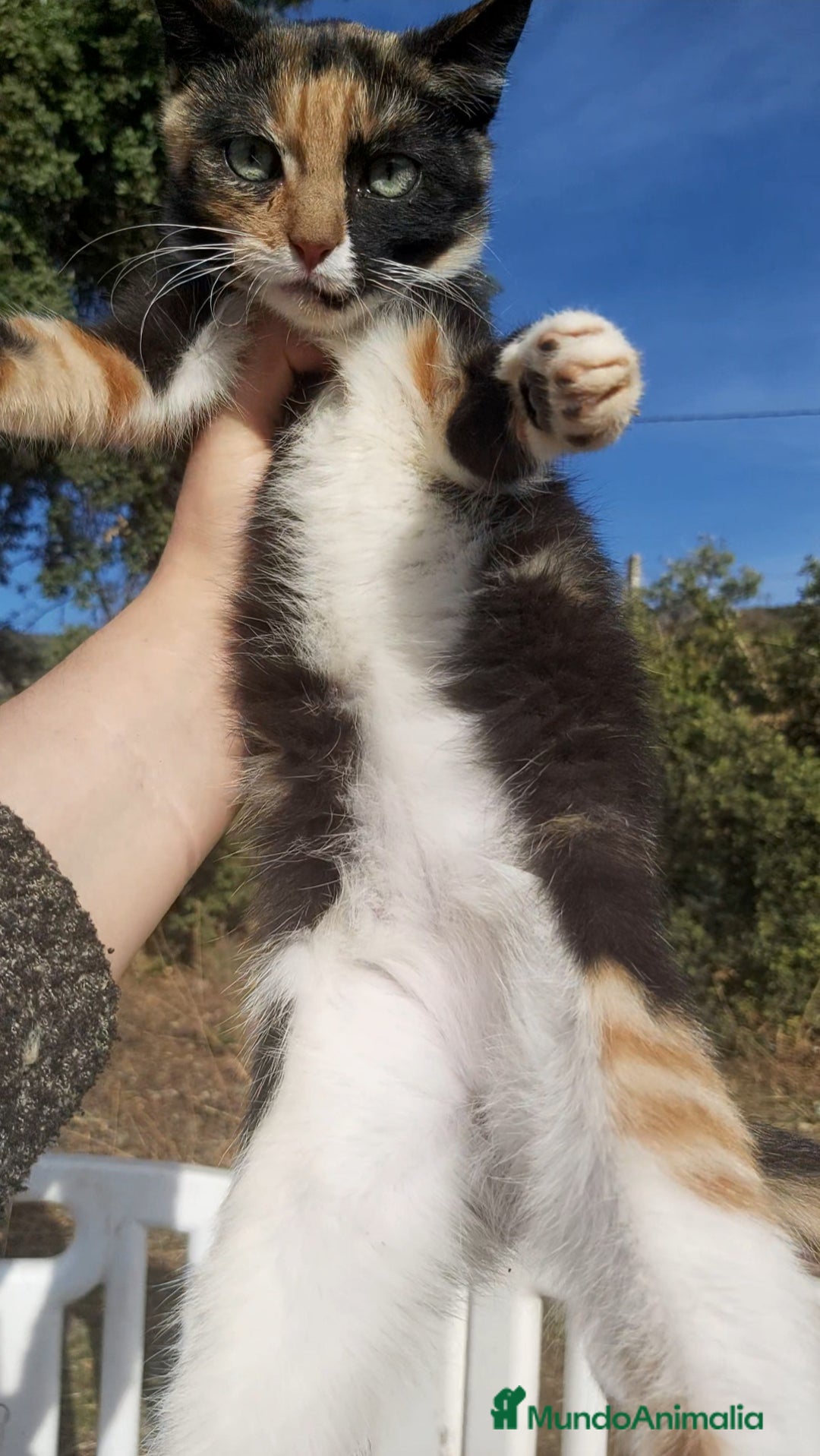 Otras razas gatos en venta: Gatita tricolor 3 meses - Anuncio 5