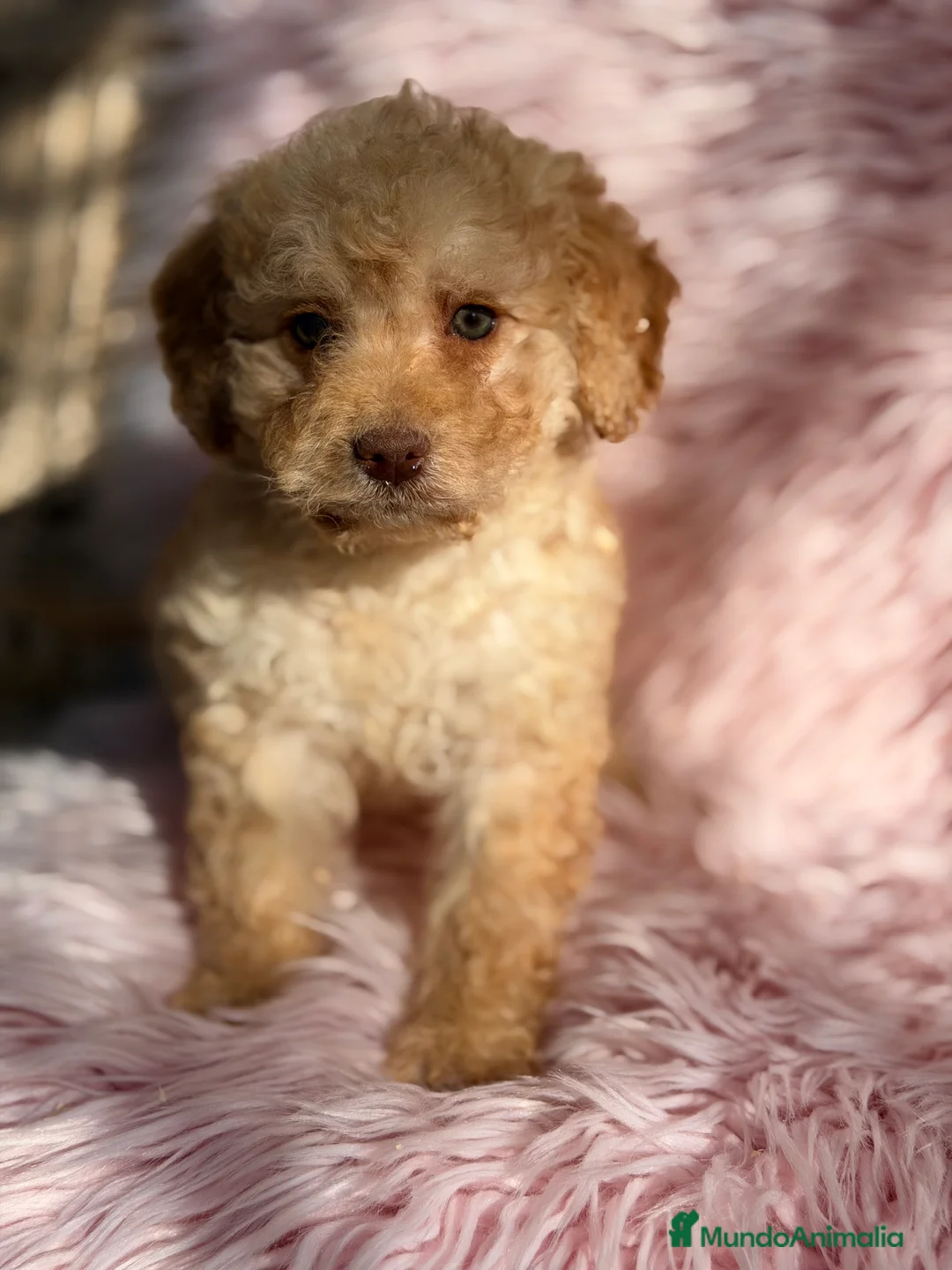 Perro de Agua Español perros en venta: Perro de agua crema  - Anuncio 3