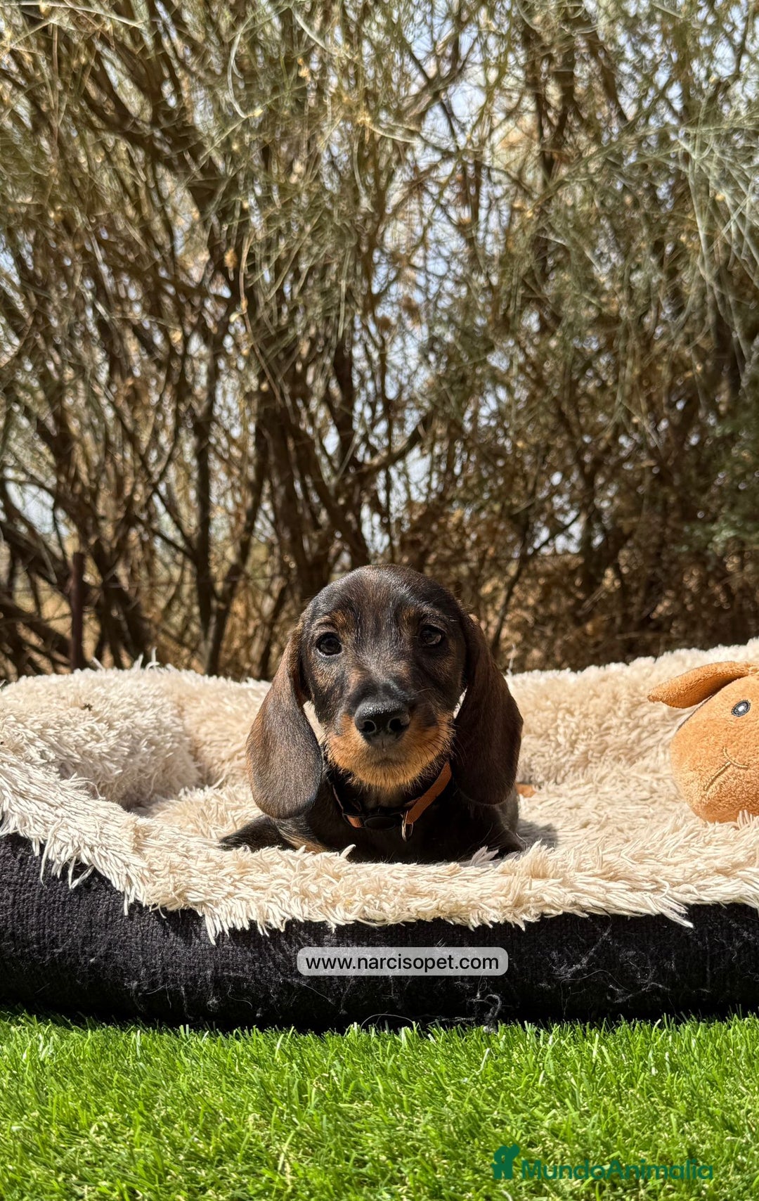 Teckel Miniatura perros en venta: TECKEL PELO DURO MACHO - Imagen 4
