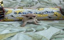 Chihuahua perros en venta: Excelentes chihuahuas - Imagen 2