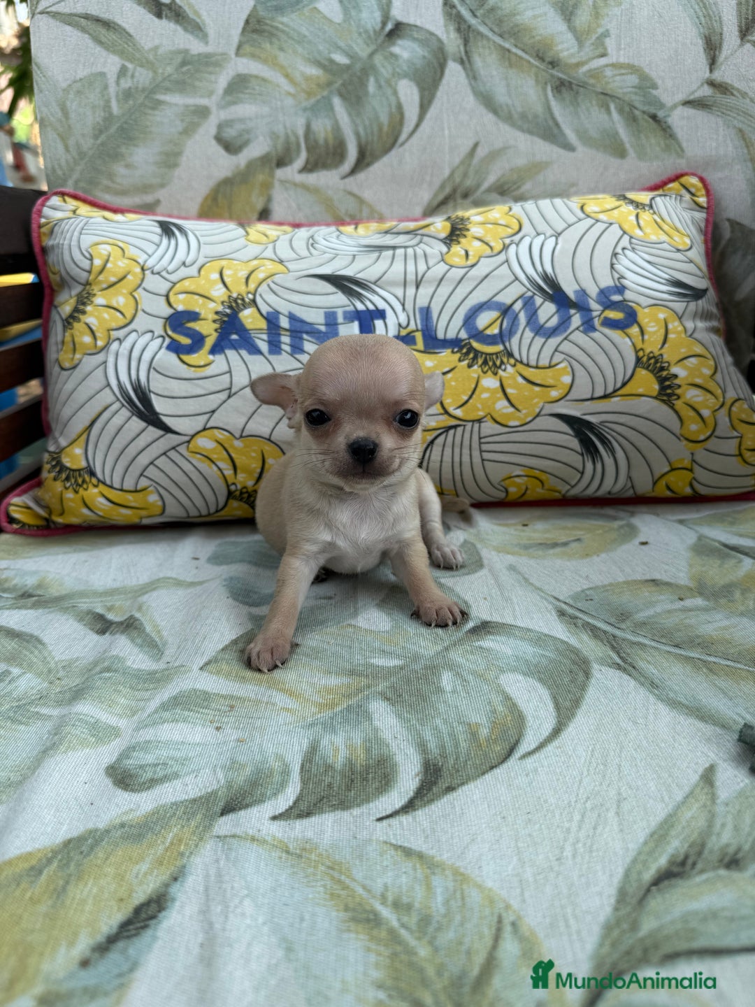 Chihuahua perros en venta: Excelentes chihuahuas - Imagen 2