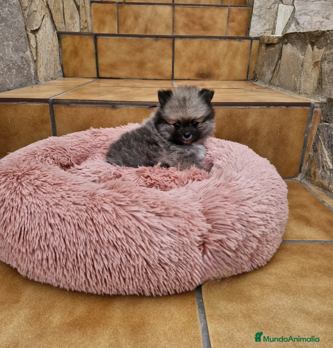 Pomerania perros en venta: Lulú de pomerania  - Anuncio 3
