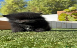 Pomerania perros en venta: POMERANIA HEMBRA - Imagen 15