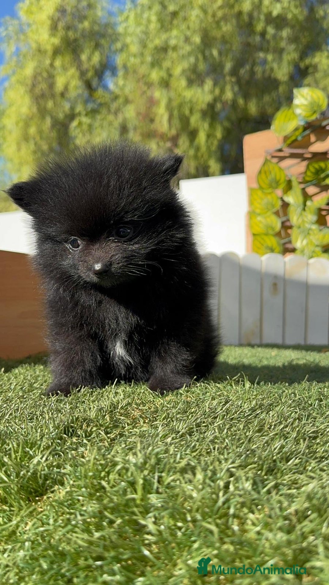 Pomerania perros en venta: POMERANIA HEMBRA - Imagen 15