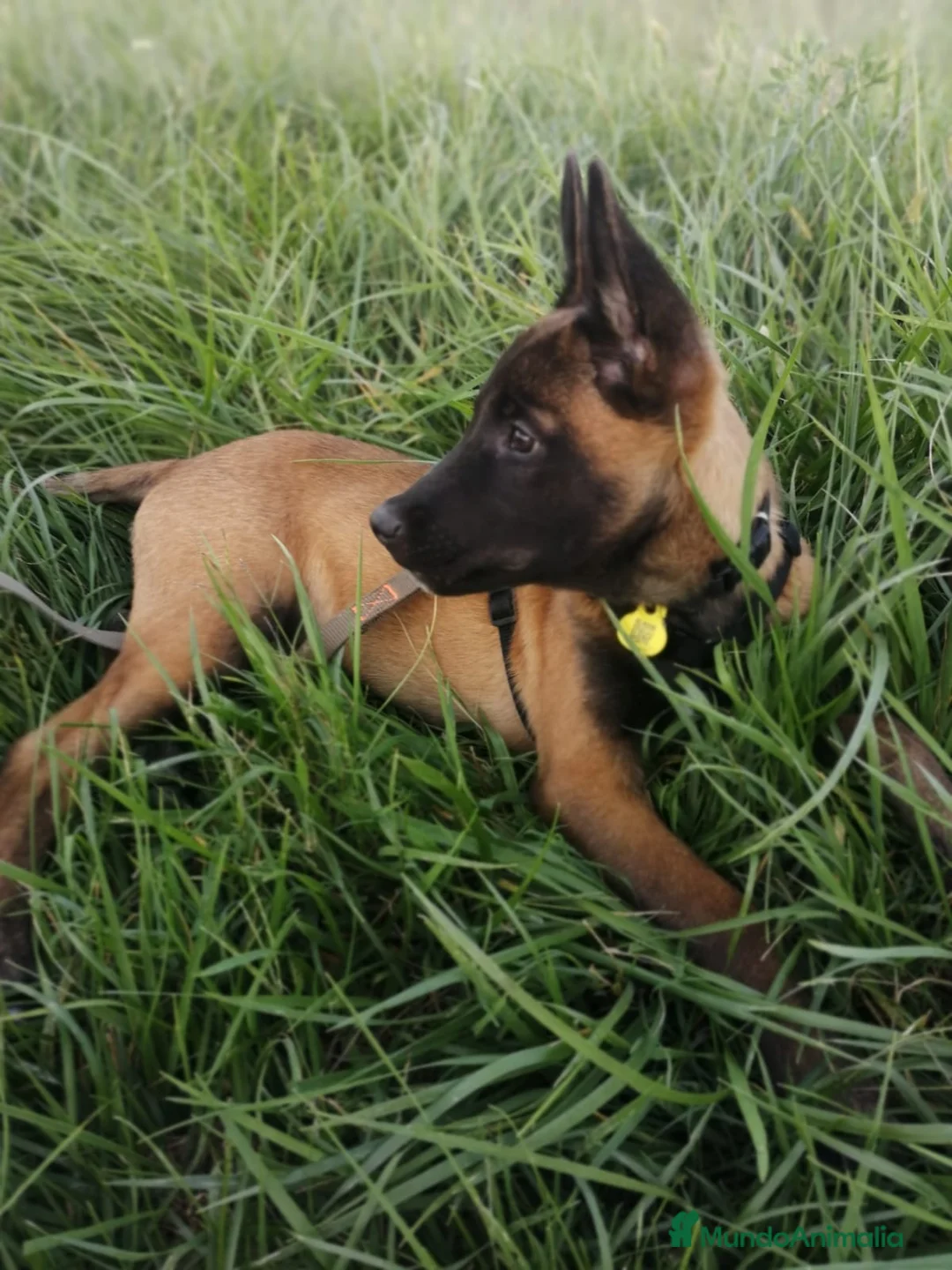 Imagen de galería {{count}}