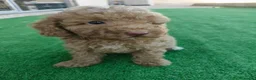 Caniche Toy perros en venta: Caniche Toy - Anuncio 3