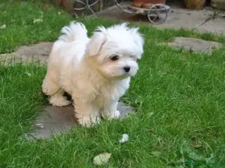 Bichón Maltés perros bichon maltes - Anuncio 23