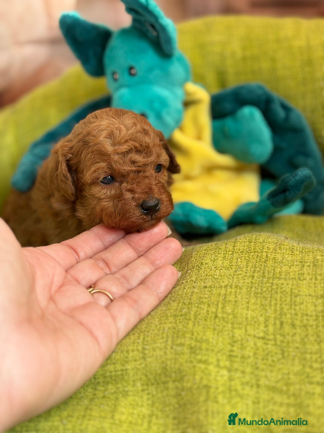 Caniche Toy perros en venta: Caniche toy rojo  - Anuncio 11