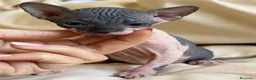 Sphynx gatos en venta: Sphynx pedigree  - Anuncio 3