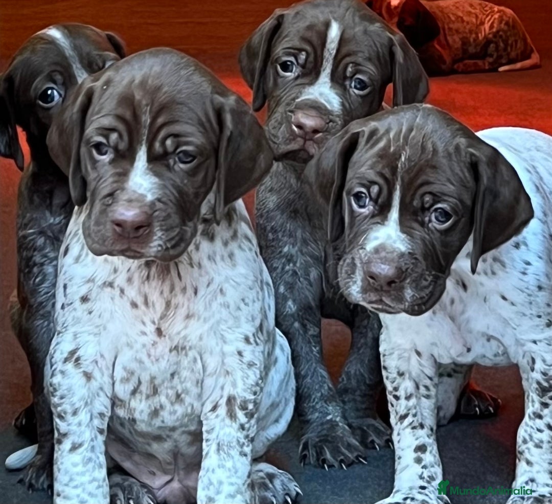 Braco Francés tipo Pirineos Talla Pequeña perros en venta: RESERVA DE CAMADA "F" DE BRACO BRANCÉS - Imagen 14