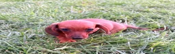 Teckel Miniatura perros en venta: Teckel Kaninchen rojizo - Anuncio 8