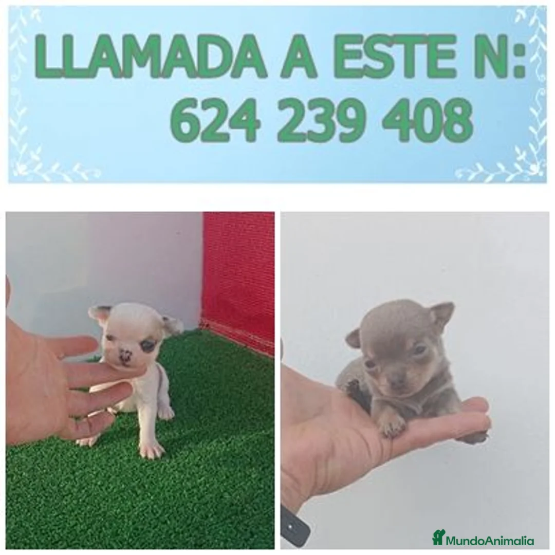 Chihuahua perros en venta: Camadas de chihuahua ruso y asiático  - Anuncio 1