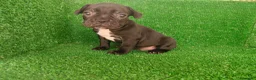 Bulldog Francés perros en venta: Bulldog francés  - Anuncio 29