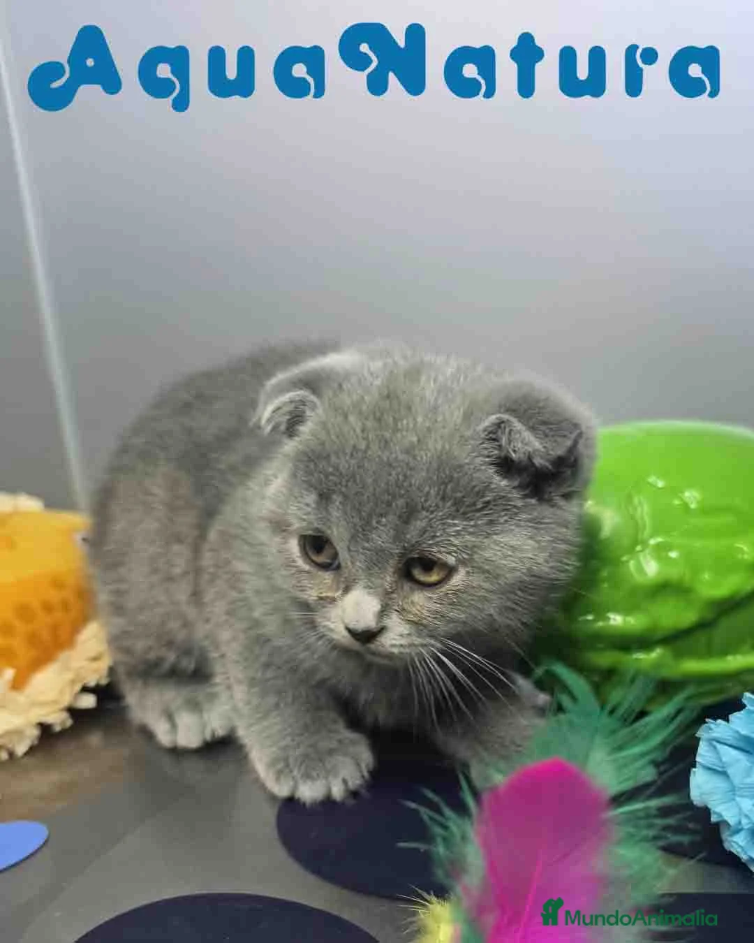 Scottish Fold gatos en venta: Scottish Fold Hembra 6349 AQUANATURA - Anuncio 2
