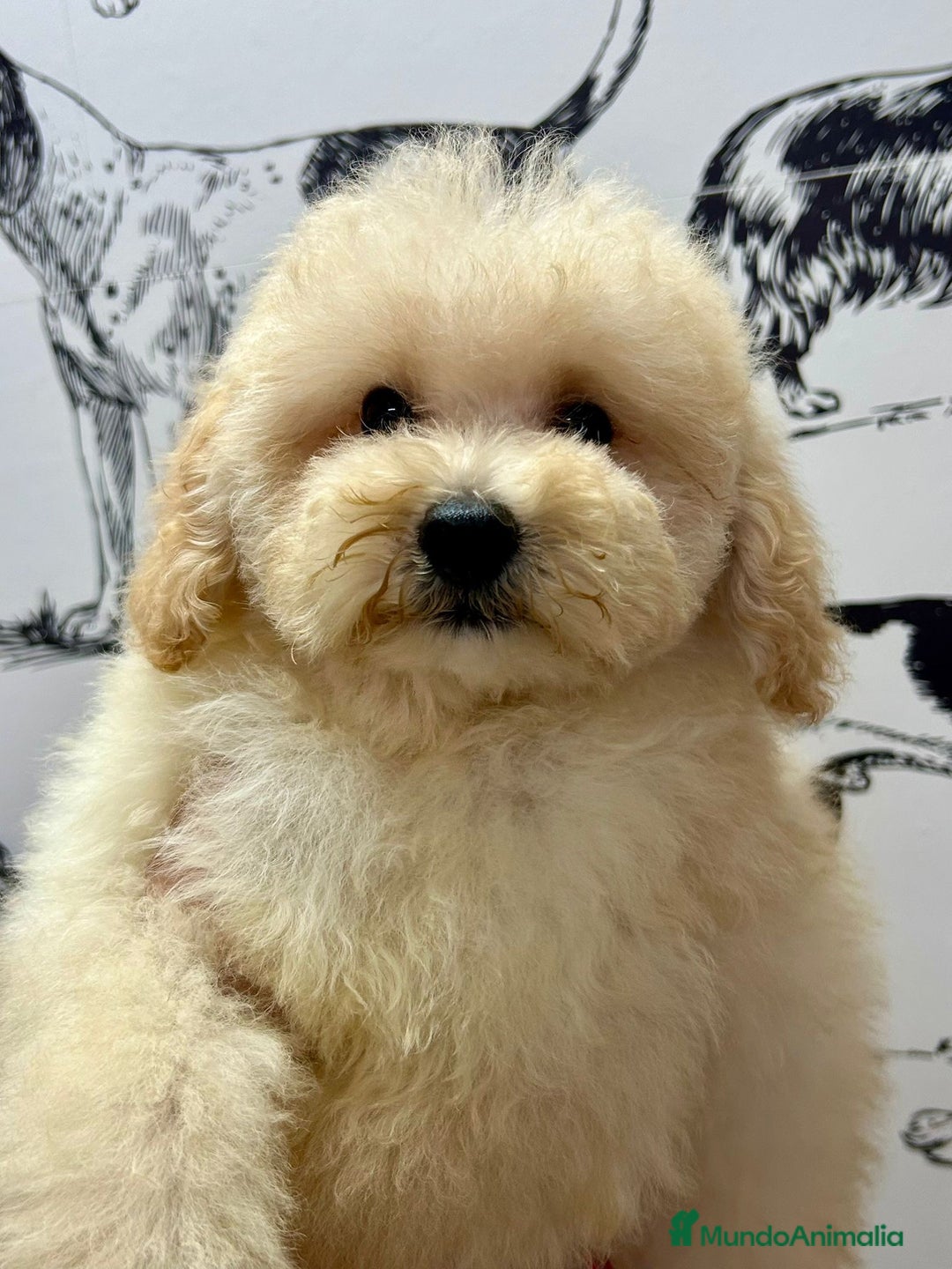 Caniche Enano perros en venta: Caniche toy - Imagen 1