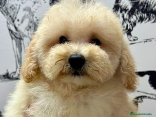 Caniche Enano perros - Anuncio 3