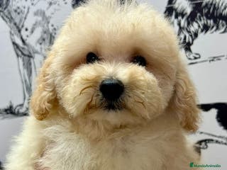 Caniche Enano perros Caniche toy - Anuncio 8