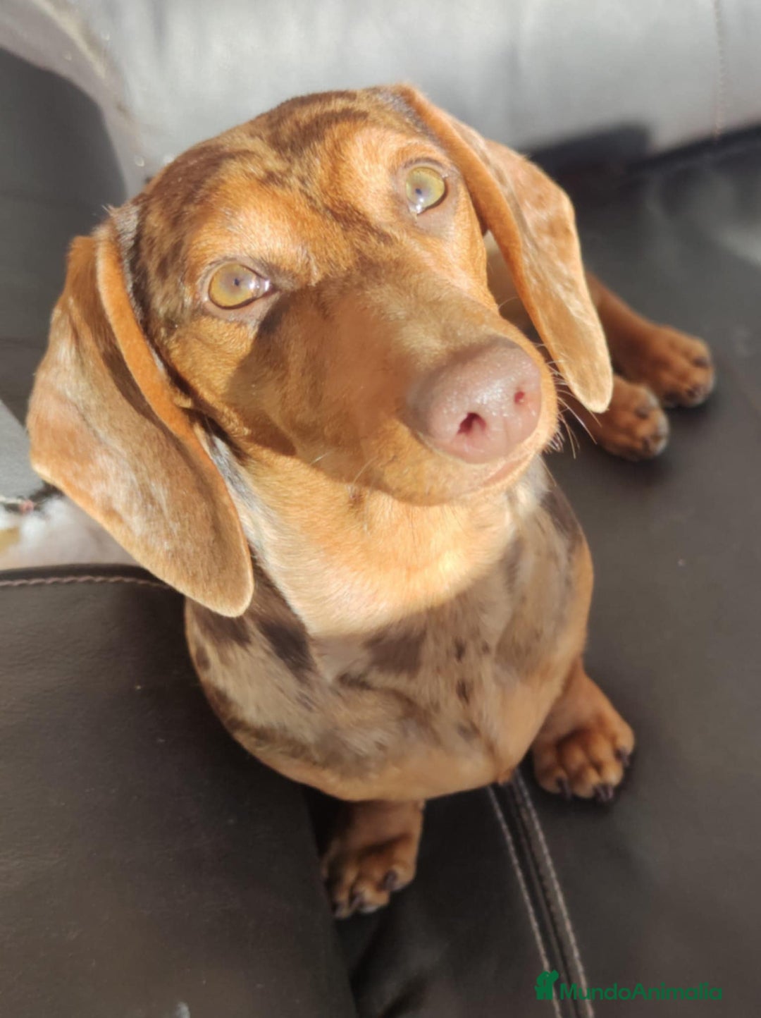 Teckel Miniatura perros en venta: Teckel Miniatura  - Imagen 2