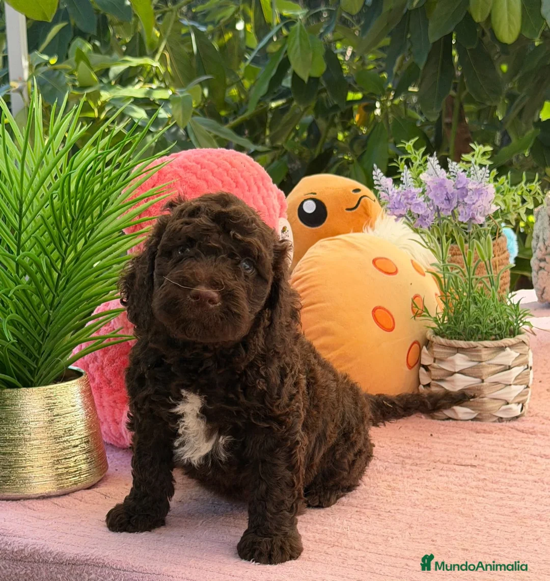 Perro de Agua Español perros en venta: Perros de agua chocolate  - Anuncio 2