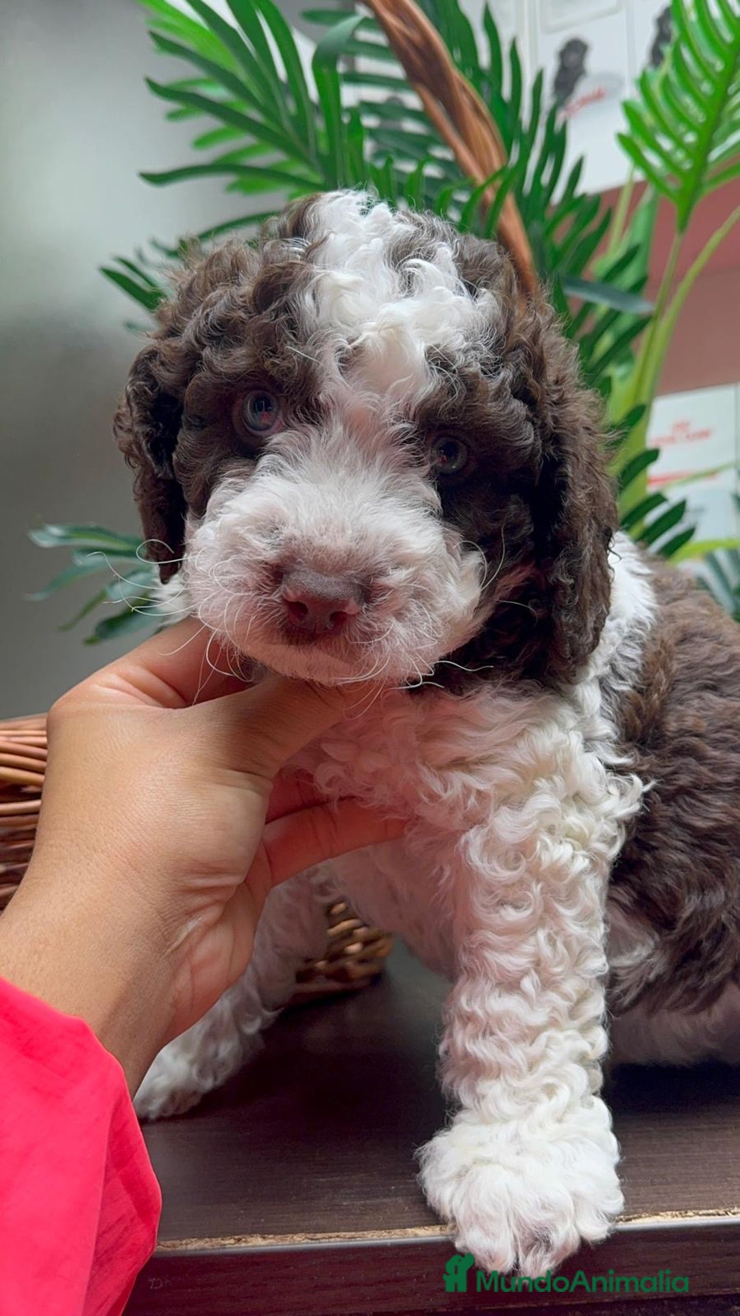 Perro de Agua Español perros en venta: PERRO DE AGUA ESPAÑOL - Anuncio 1