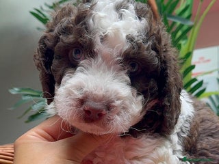 Perro de Agua Español perros PERRO DE AGUA ESPAÑOL - Anuncio 1