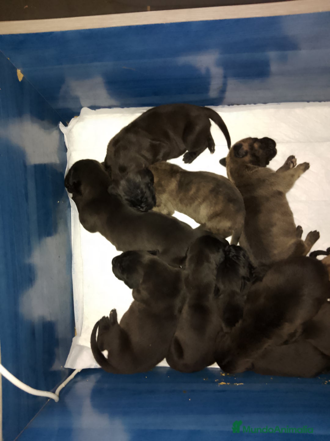 Dogo Alemán perros en venta: Cachorros de Dogo Alemán  - Imagen 4