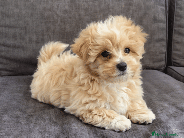 Maltipoo perros MALTIPOO TOY - Anuncio 1