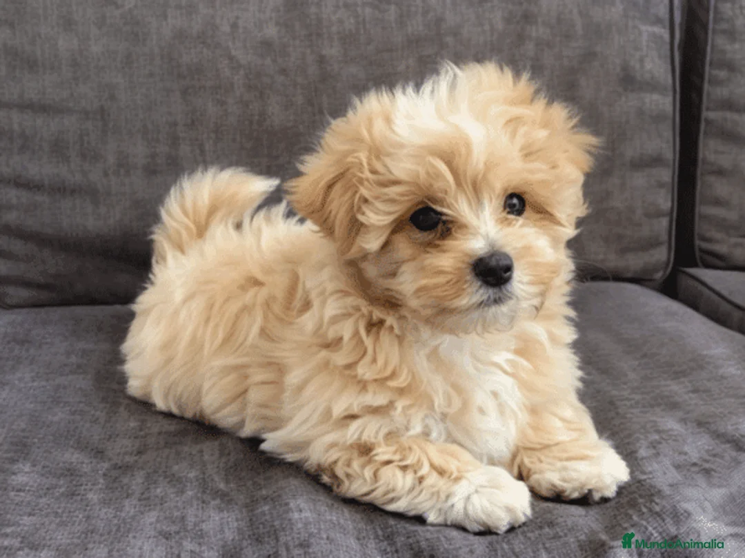 Maltipoo perros en venta: MALTIPOO TOY - Anuncio 1