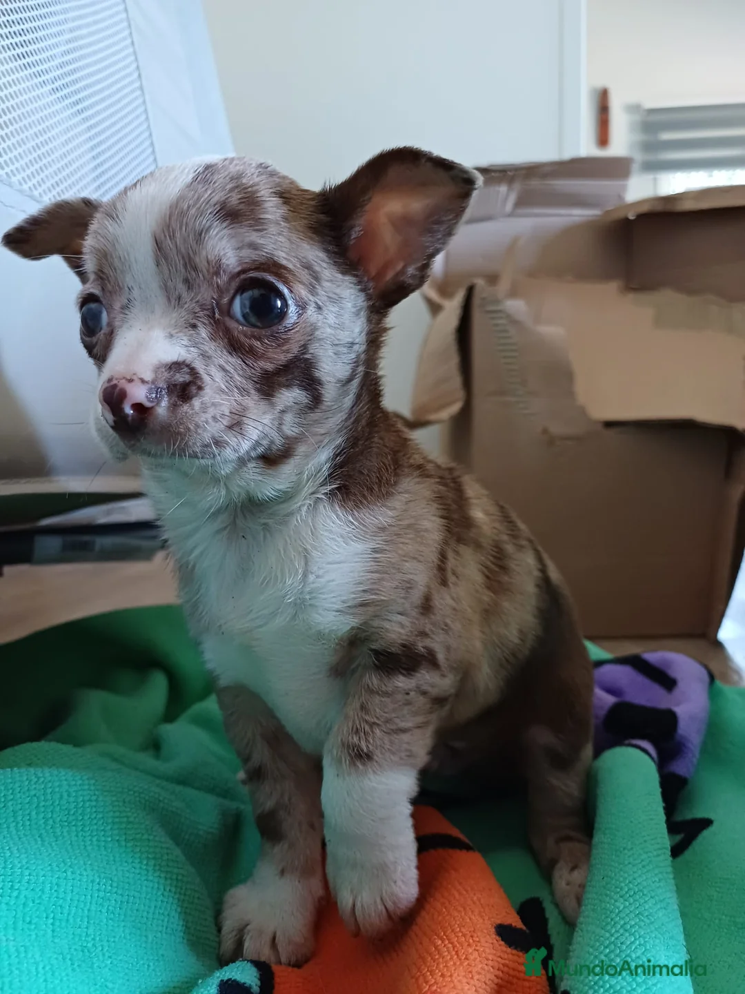 Chihuahua perros en venta: Chihuahua Toy arlequín chocolate hembra  - Anuncio 1