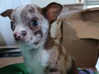 Chihuahua perros Chihuahua toys arlequín chocolate - Anuncio 1