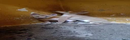 Shiba Inu perros en venta: Cachorros de Shiba Inu  - Anuncio 2