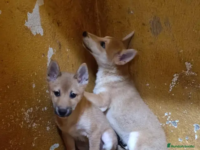 Shiba Inu perros en venta: Cachorros de Shiba Inu - Anuncio 2