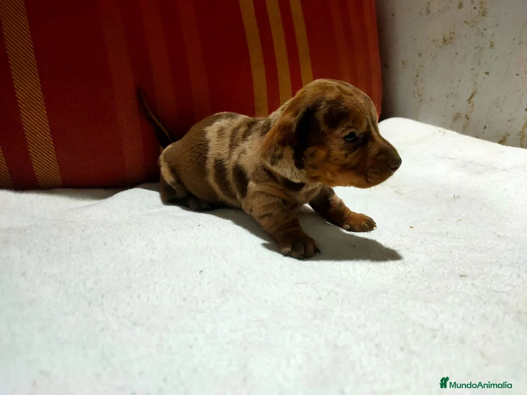 Teckel Miniatura perros en venta: Teckel Kaninchen  - Anuncio 2